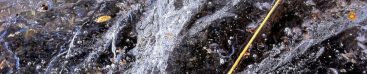 Ice and Grass Blade