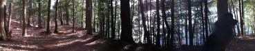 Trail above the Lake